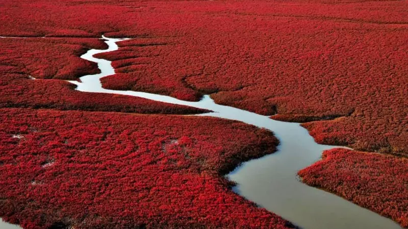 Красный пляж, Китай