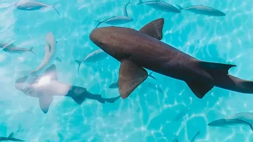 В этой части Французской Полинезии можно не только поплавать с акулами,